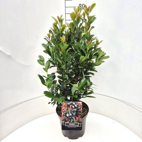 Prunus laurocerasus BONAPARTE