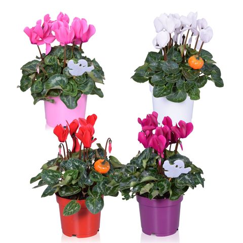 Cyclamen persicum SUPER SERIE S ALLURE MIX