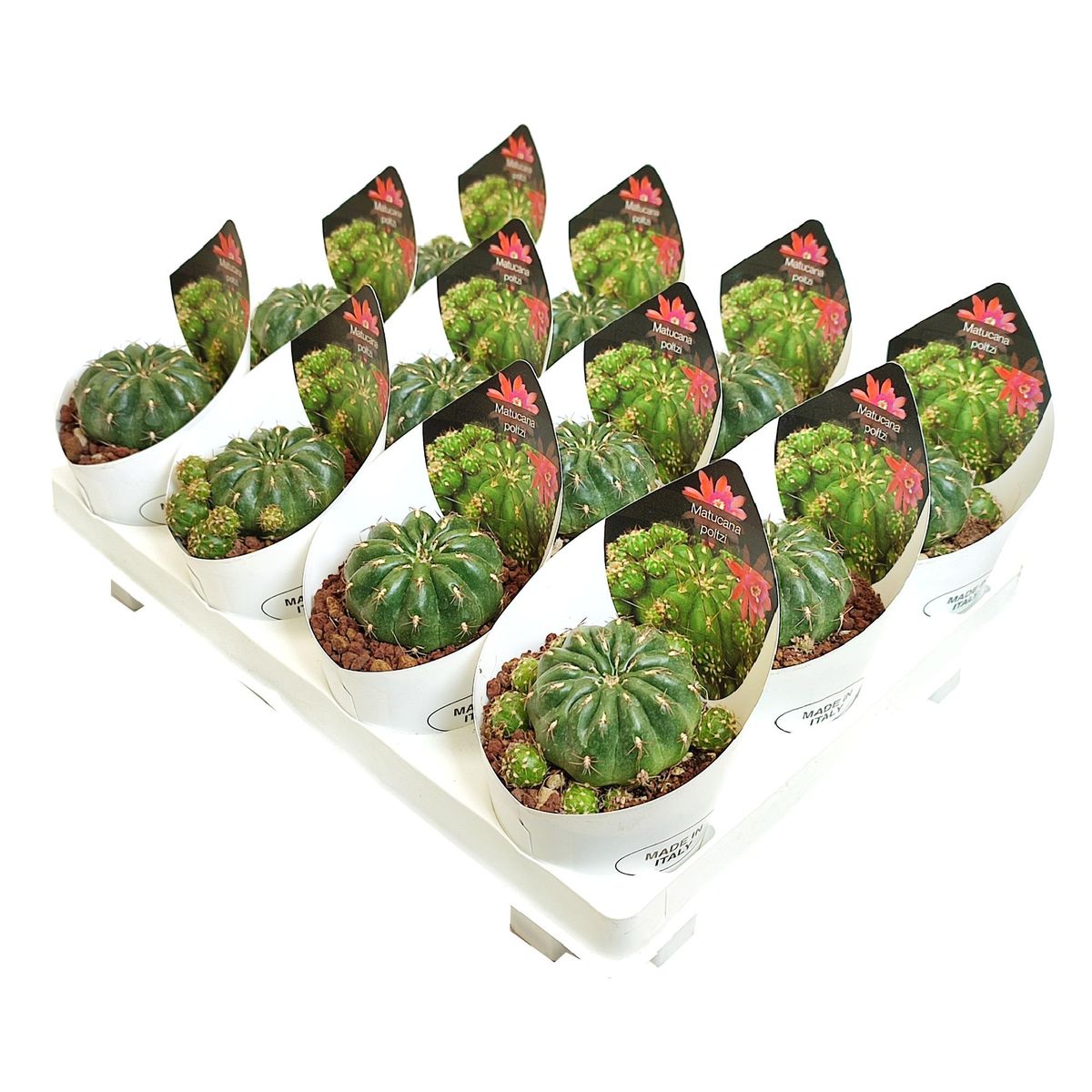Matucana polzii — Plant Wholesale FlorAccess