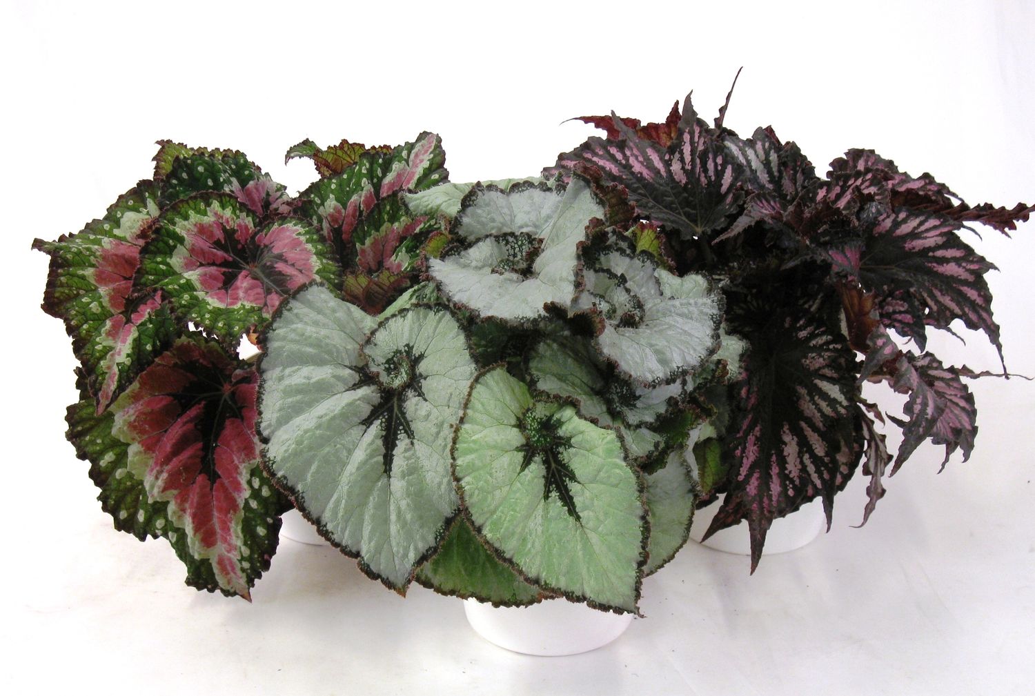 Begonia REX MIX — Plant Wholesale FlorAccess
