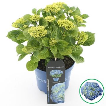 Hydrangea macrophylla ROYALTY FABOLO BLUE