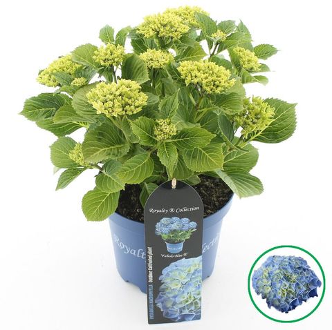 Hydrangea macrophylla ROYALTY FABOLO BLUE
