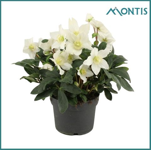 Helleborus niger 'Christmas Carol'