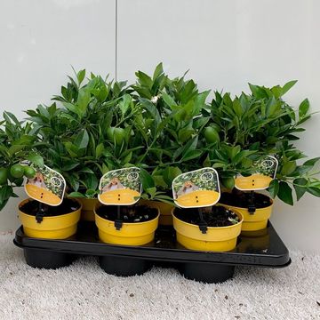 Citrus x floridana 'Livia'