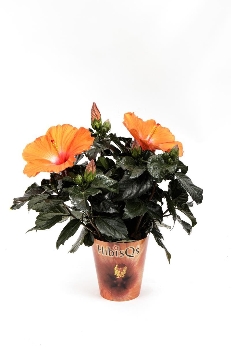 Hibiscus rosa-sinensis HIBISQS ORANGE — Растения Оптовая FlorAccess