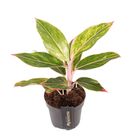 Aglaonema 'Jungle Light'