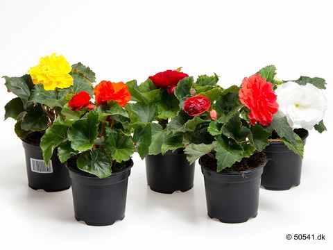 Begonia TUBEROSA MIX