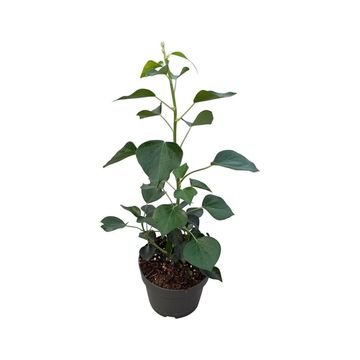 Hedera helix 'Arborescens'