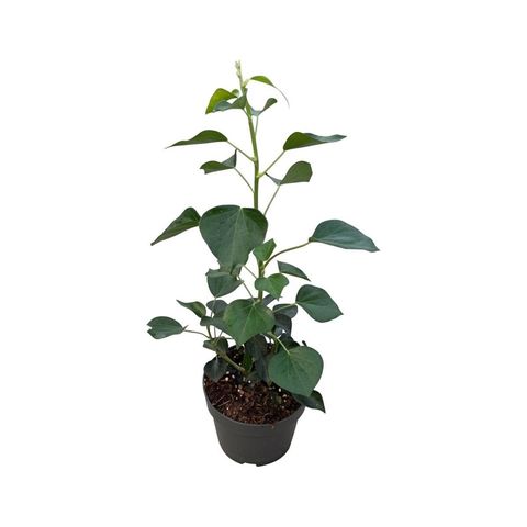 Hedera helix 'Arborescens'