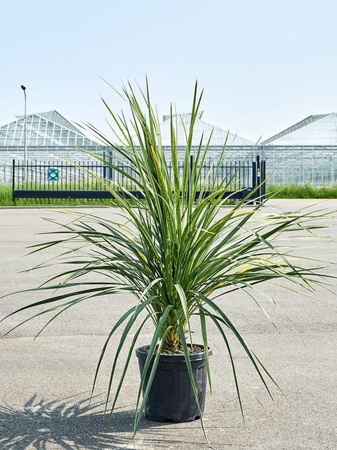 Cordyline australis