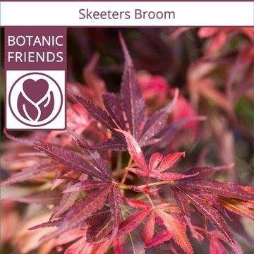 Acer palmatum 'Skeeter's Broom'