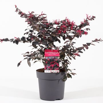 Loropetalum chinense BLACK PEARL