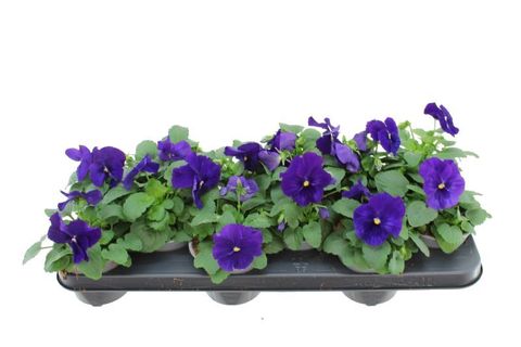 Viola x wittrockiana DELTA F1 DEEP BLUE WITH BLOTCH