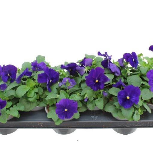 Viola x wittrockiana DELTA F1 DEEP BLUE WITH BLOTCH