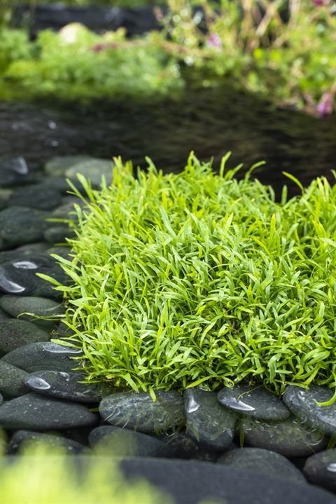 Lilaeopsis brasiliensis