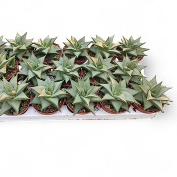 Haworthia limifolia 'Roux'