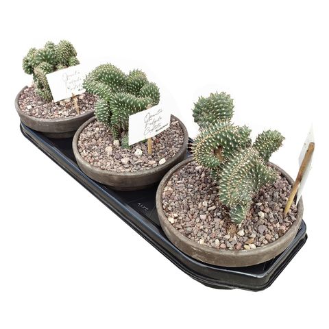 Cylindropuntia fulgida cristata