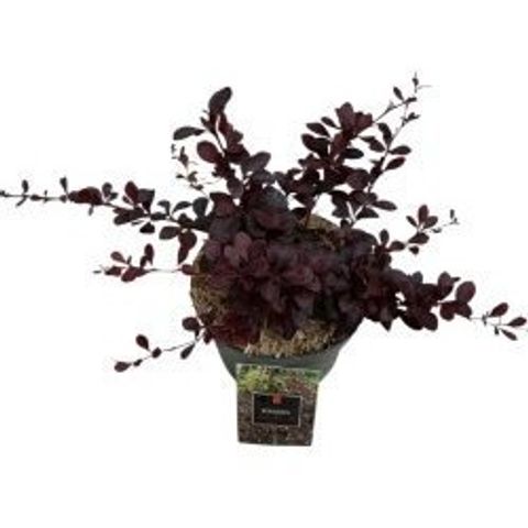 Berberis thunbergii 'Дартс Ред Леди'