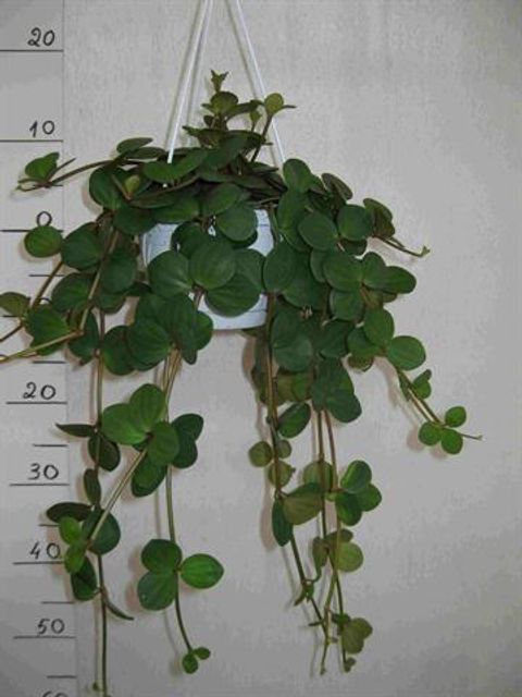 Peperomia pecuniifolia