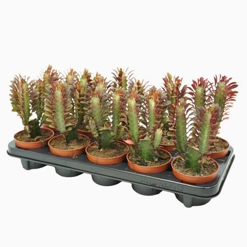 Euphorbia trigona 'Rubra'