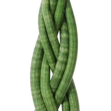 Sansevieria cylindrica 'Braid'