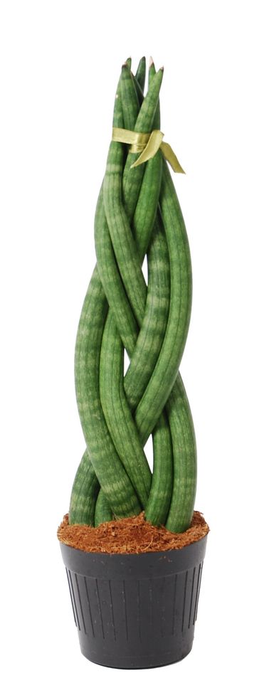 Sansevieria cylindrica 'Braid'
