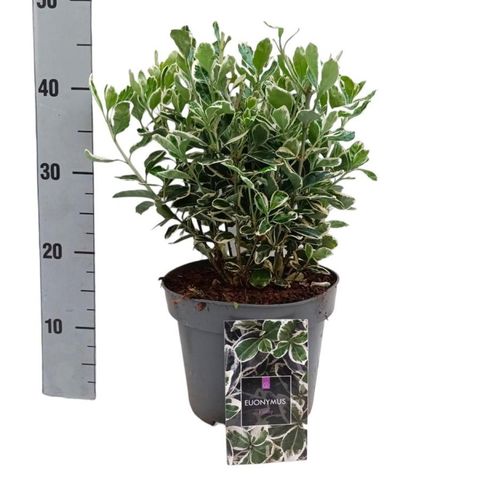 Euonymus japonicus 'Kathy'