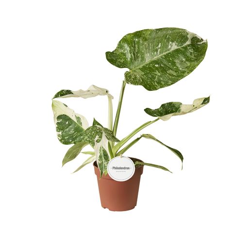 Philodendron 'Jose Buono'