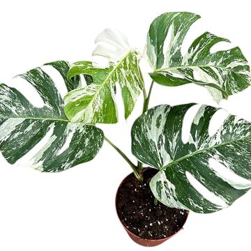 Monstera deliciosa 'Variegata'