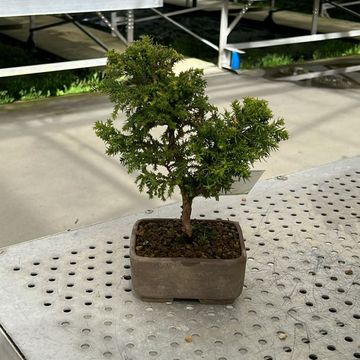 Cryptomeria japonica