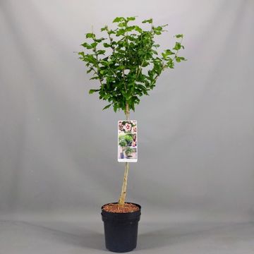 Hibiscus syriacus 'Hamabo'