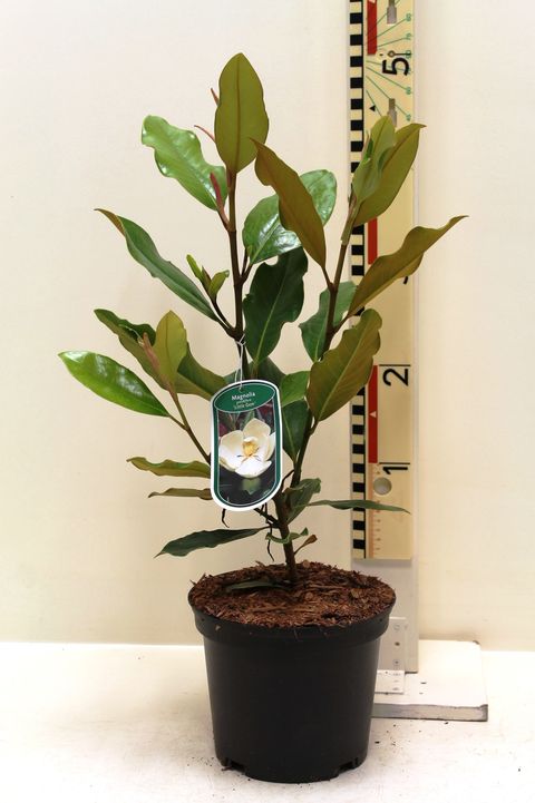 Magnolia grandiflora 'Little Gem'