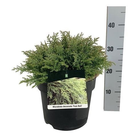 Microbiota decussata FUZZ BALL