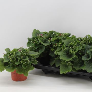 Pericallis VENEZIA MIX