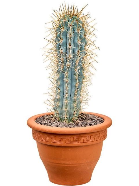 Browningia hertlingiana