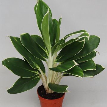 Aglaonema 'White Lime'