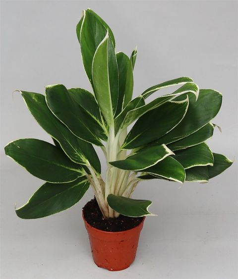 Aglaonema 'White Lime'