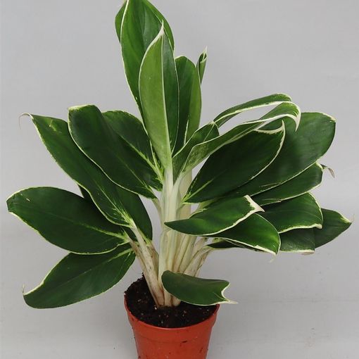 Aglaonema 'White Lime'