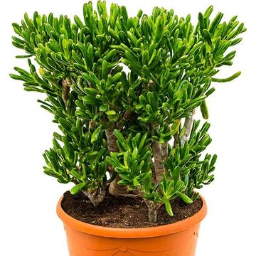 Crassula ovata 'Horntree'