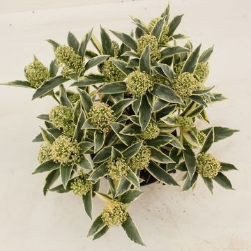 Skimmia japonica 'Magic Marlot'