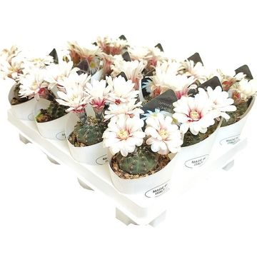 Gymnocalycium quehlianum