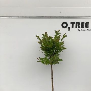 Magnolia x loebneri 'Leonard Messel'