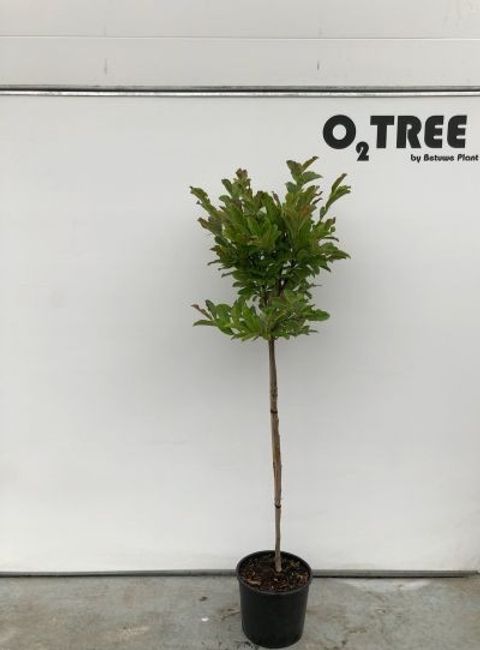 Magnolia x loebneri 'Leonard Messel'