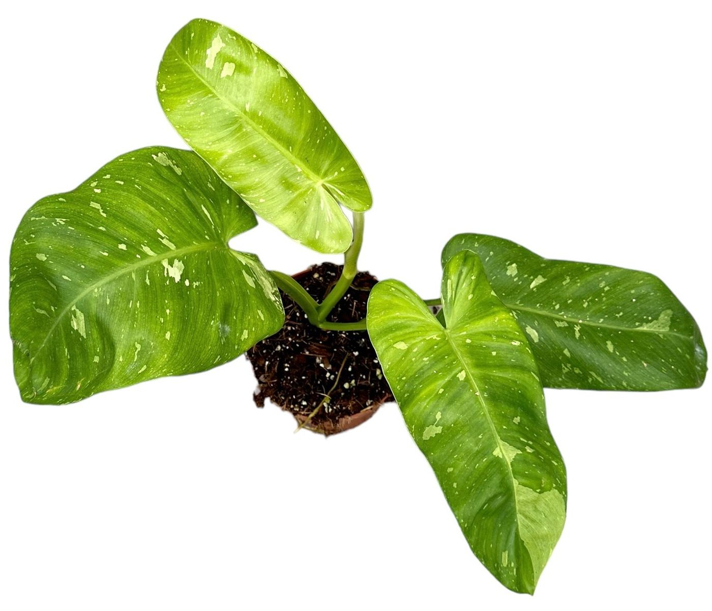 philodendron-jose-buono-plant-wholesale-floraccess