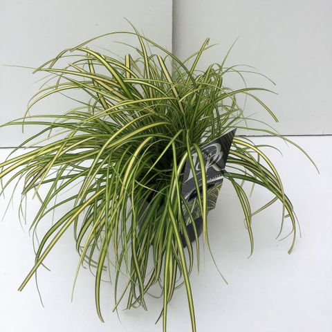 Carex oshimensis 'Evergreen'