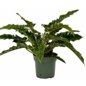 Philodendron 'Narrow Escape'
