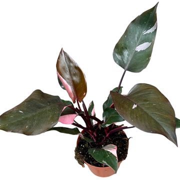 Philodendron 'Pink Princess'