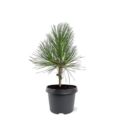 Pinus ponderosa