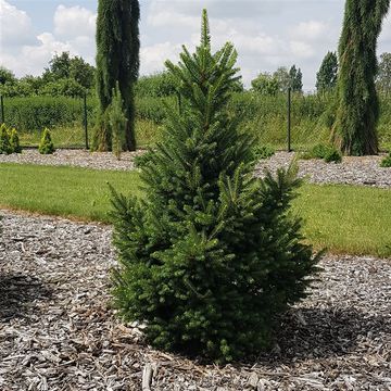 Picea abies 'Вилс Цверг'