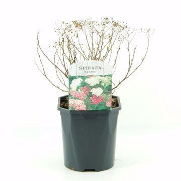 Spiraea japonica 'Genpei'